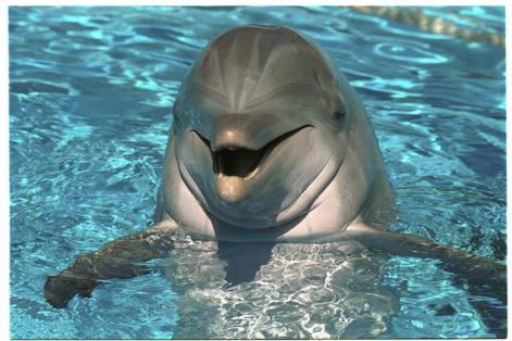 delfin_dolphin23_masolata.jpg