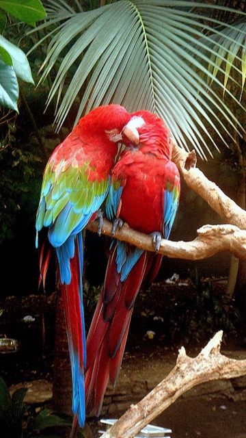 parrot_love.jpg